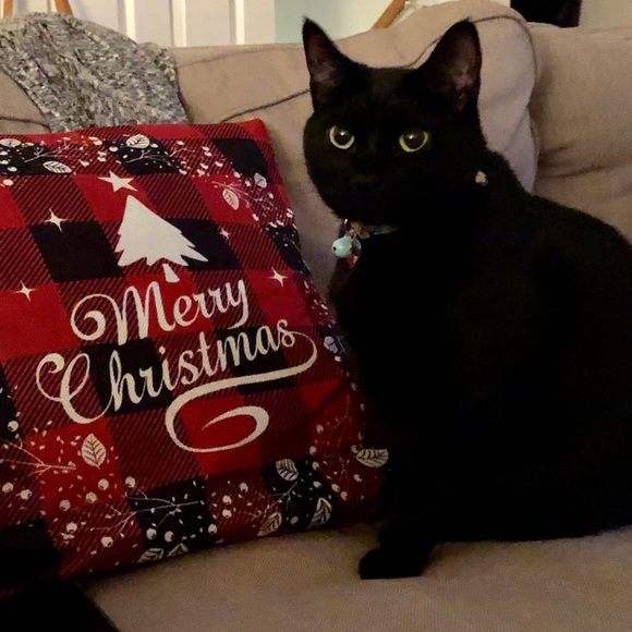 💖Come visit my Mama & Shop the Kitty-Korner!💖 - Picture 13 of 17